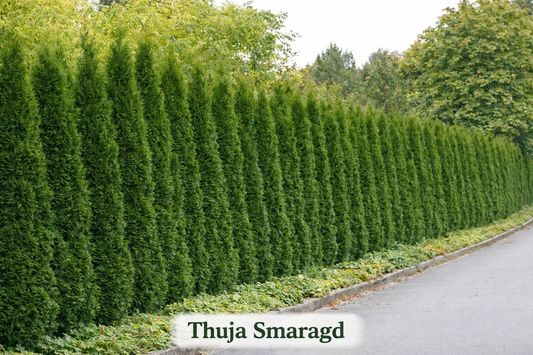 Thuja Smaragd 50-60cm