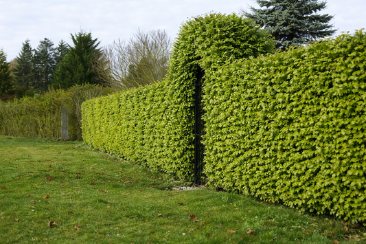 Bok 40-60cm (Fagus sylvatica)