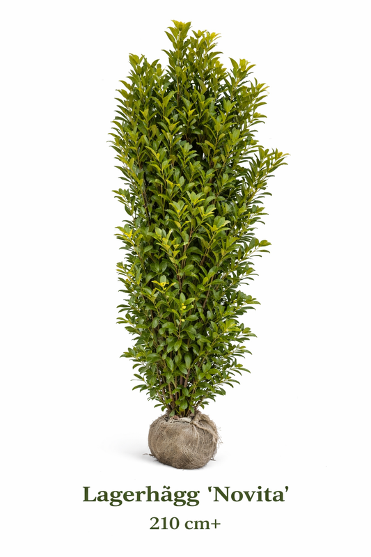 Lagerhägg Novita 210cm+