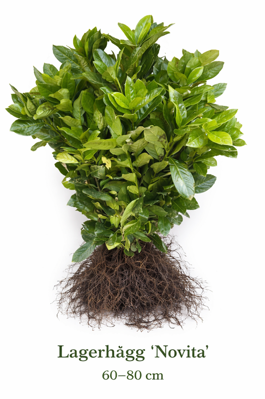 Lagerhägg Novita 60-80cm