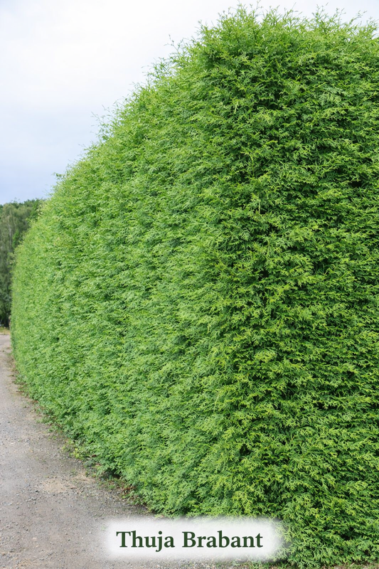 Thuja Brabant 50-60cm