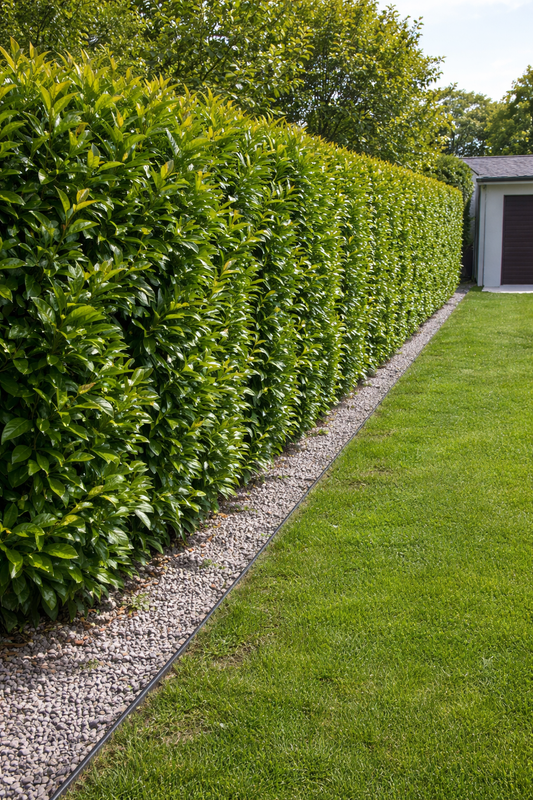 Lagerhägg Novita 210cm+