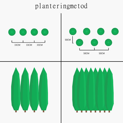 Thuja Smaragd 180-200cm
