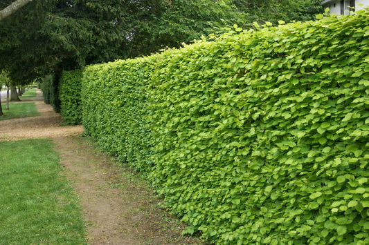 Bok 170-200cm (Fagus sylvatica)