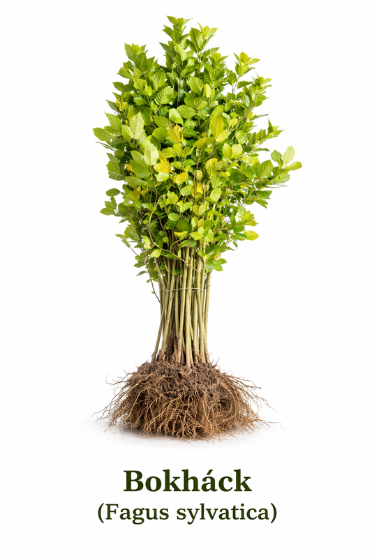 Bok 40-60cm (Fagus sylvatica)
