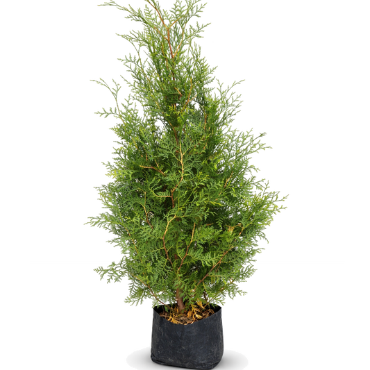 Thuja Brabant 120-130