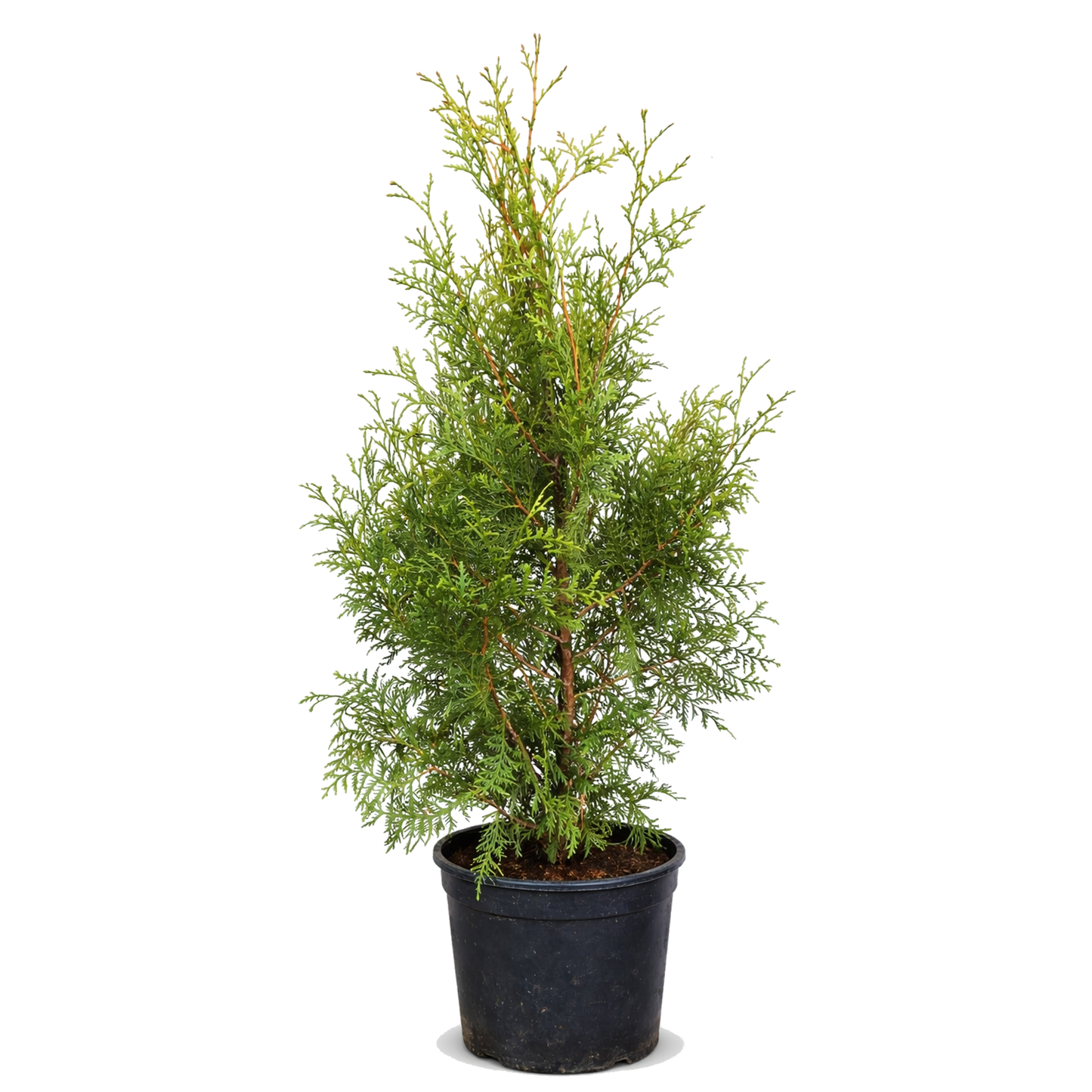 Thuja Brabant – 80–100 cm