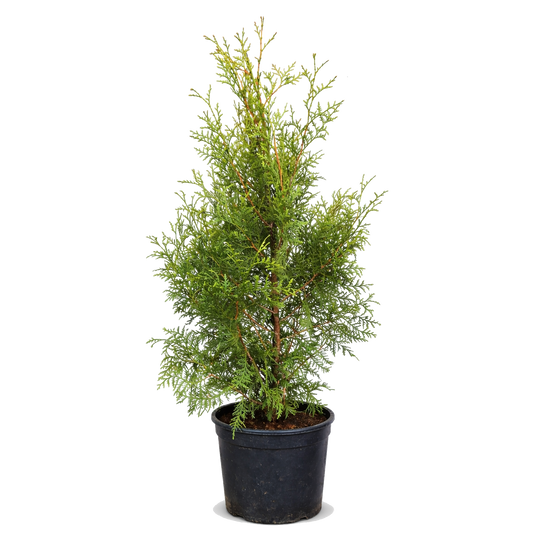 Thuja Brabant – 80–100 cm