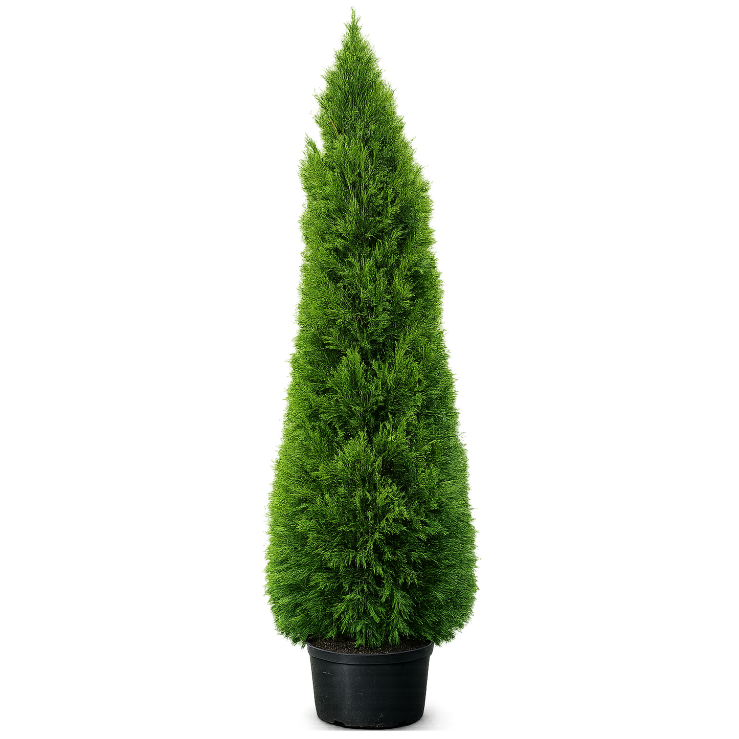 Thuja Smaragd 180-200cm