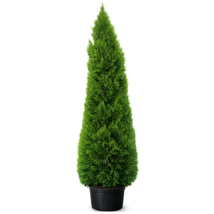 Thuja Smaragd 180-200cm