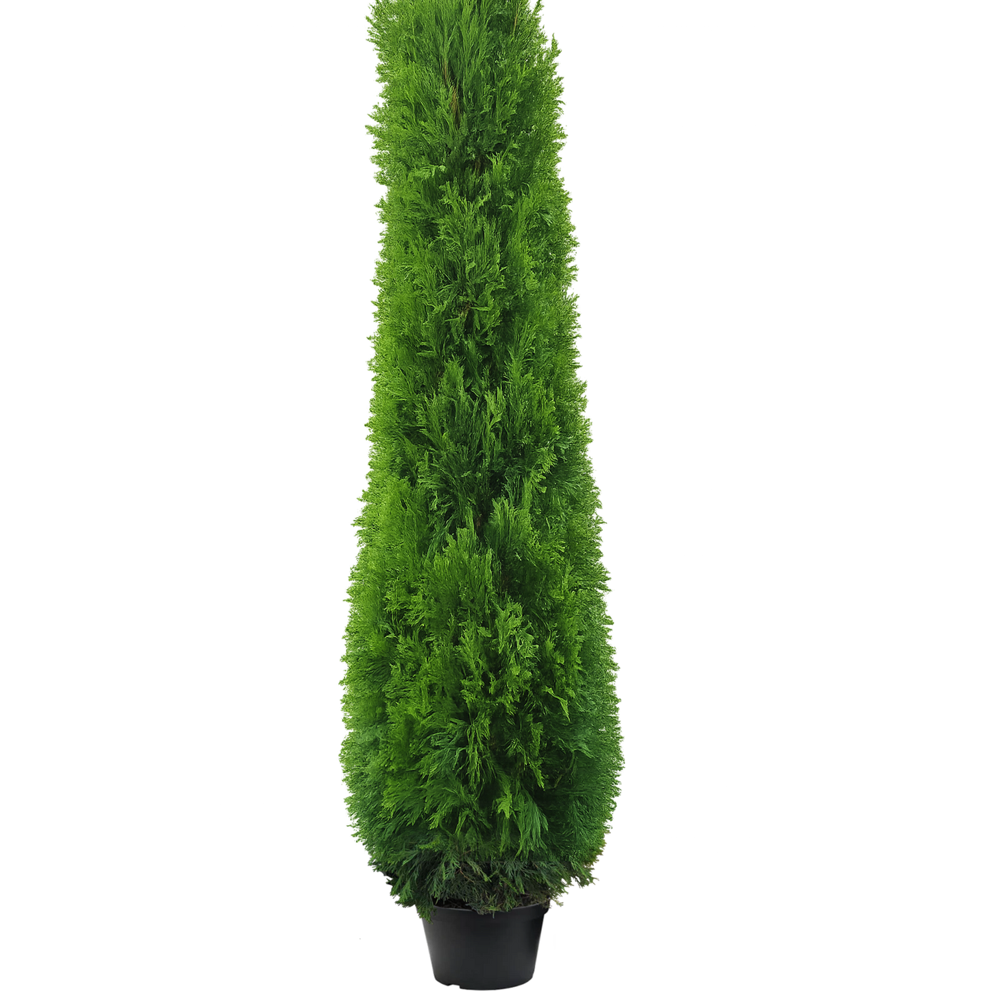 Thuja smaragd 230-250cm
