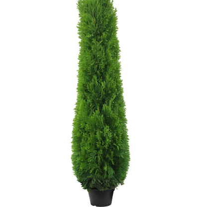 Thuja smaragd 230-250cm