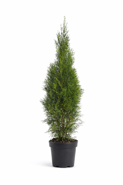 Thuja Smaragd 50-60cm