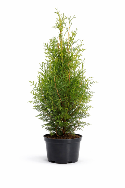 Thuja Brabant 50-60cm