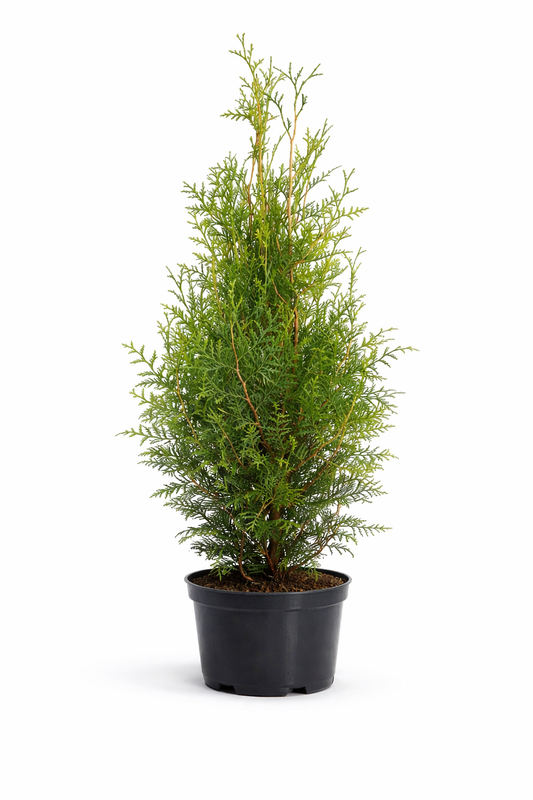 Thuja Brabant 50-60cm